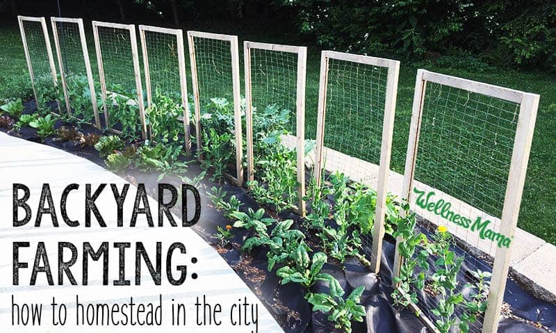Backyard Farming- How to Homestead in the City