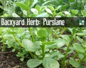 Backyard Herb Purslane
