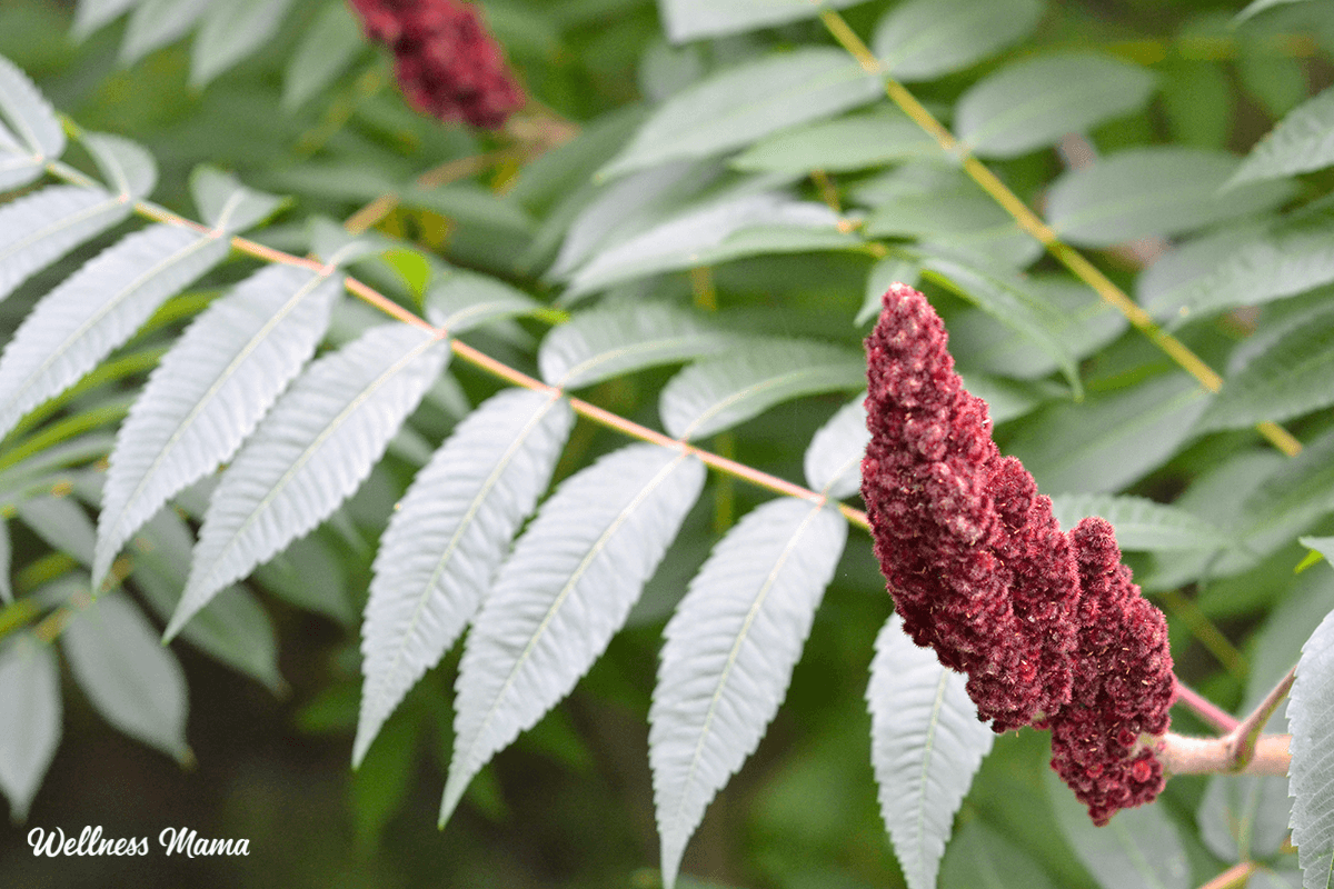 Sumac benefits and how to use it