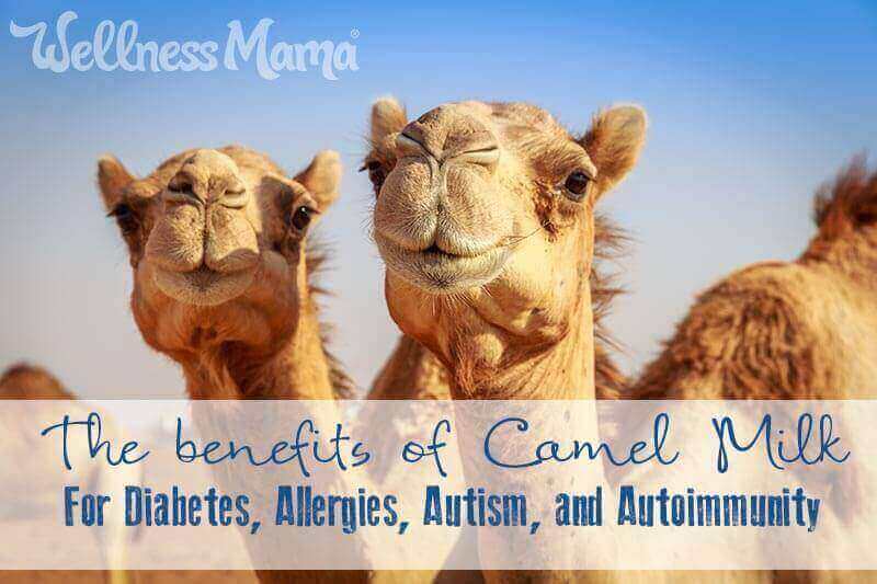 The benefits of camel milk for allergies - autoimmune disease- autism and diabetes