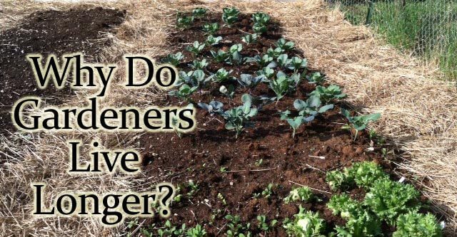 Why Do Gardeners Love Longer several reasons