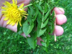 uses for dandelions