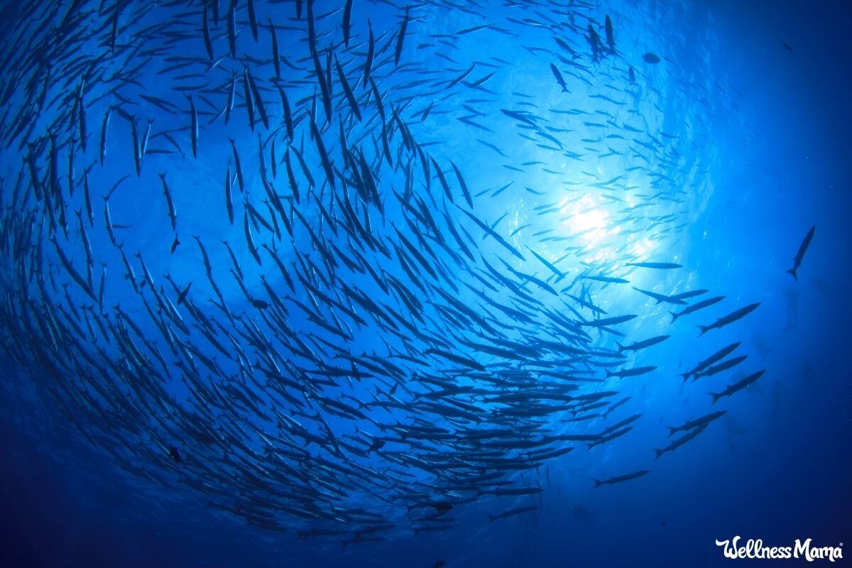 contamination in seafood