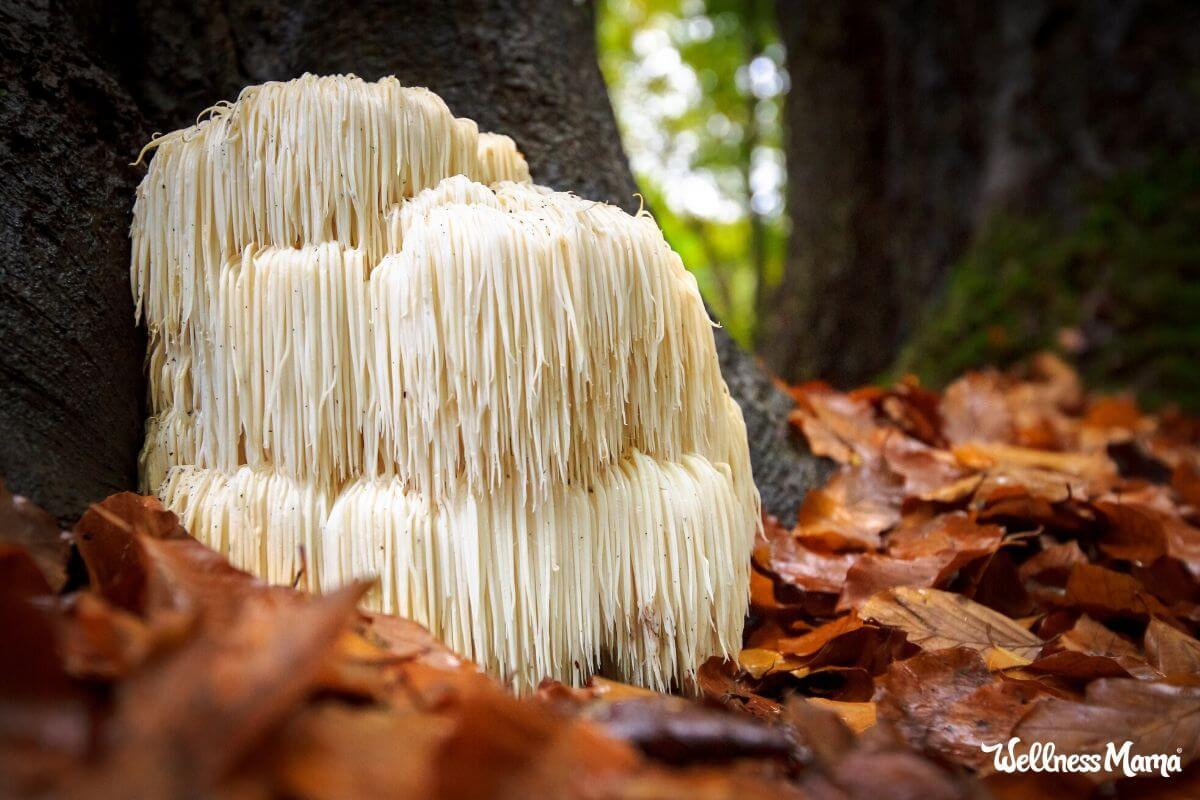 what is lion's mane mushroom